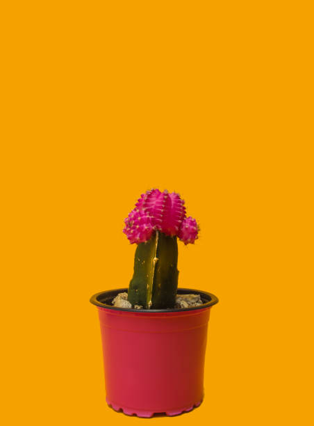 istock Pink Cactus in orange background 1251364424