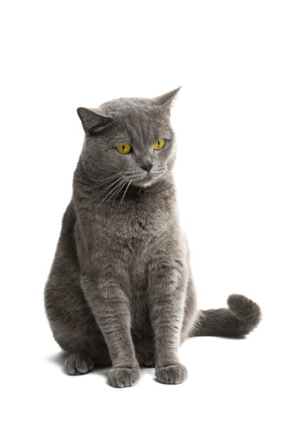 istock british gray cat isolated 1251364960