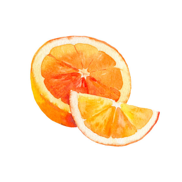 вектор акварели оранжевый фруктовый иллюстрация. рука нарисована оранжевым. свежие апельсиновые фрукты. яркая иллюстрация. акварея ботани - one slice stock illustrations
