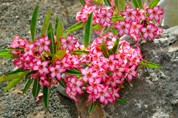 adenium arábico - volcanic landscape rock canary islands fuerteventura - fotografias e filmes do acervo