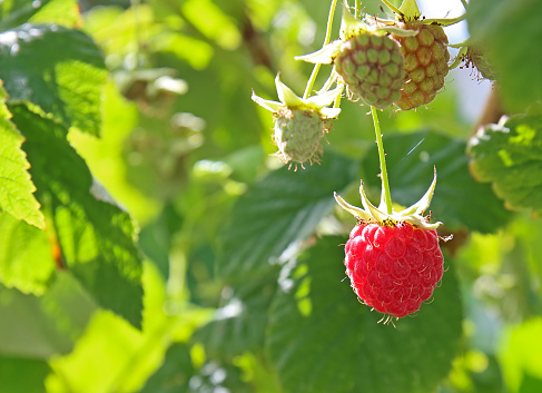 Red sweet berry growing on raspberry or Rubus idaeus bush in fruit garden. Farm product grown without fertilizer for background