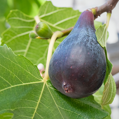 Close up of large ripe spring (breba) fruit of Mission fig, Ficus carica 'Mission', with immature main crop fruits in background.