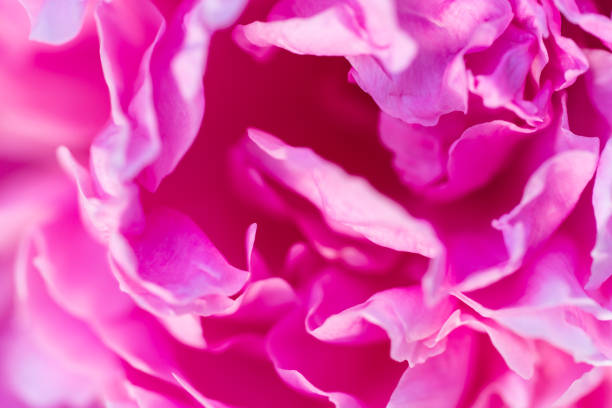 istock Pink austact image. Delicate peony flower texture. Soft focus photo 1251368176