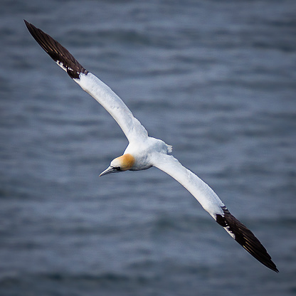 A gannet flying over the North Sea at Bempton Cliffs.