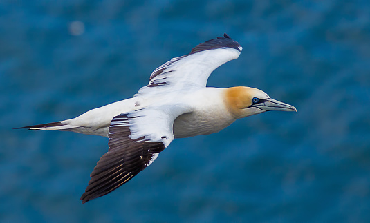 A gannet flying over the North Sea at Flamborough Head.