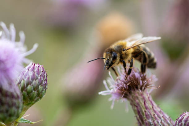 макро выстрел медоносной пчелы на фиолетовый цветок чертополоха сбора пыльцы и глядя в камеру. понятия пчеловодства, естественного опылен� - безпозвоночное стоковые фото и изображения
