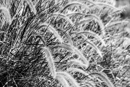 A close up image of long grass blowing in the wind in black and white