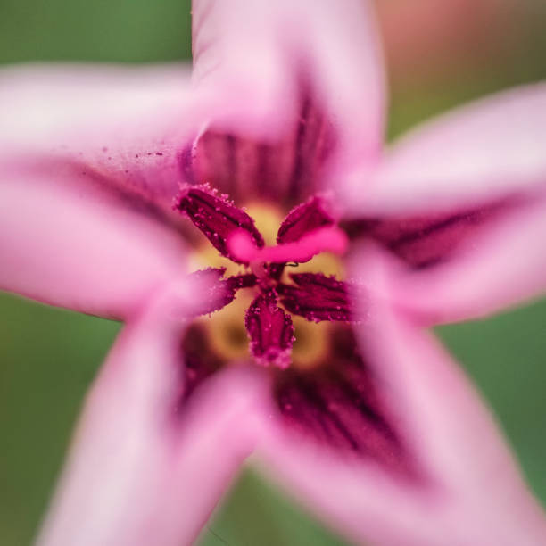 istock Inner part of a pink flower 1251370634