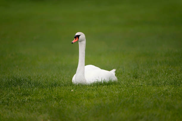 istock A white mute swan (Cygnus olor) is sitting on the green grass. 1251370865