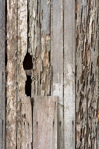 An old house wooden beam with moth or woodworm holes
