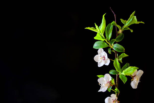 istock Springtime.Blossoming branch of an apple-tree on a black background. 1251371779