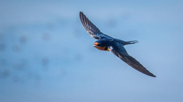 istock Barn Swallow on a fence and flying 1251371830