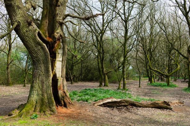 istock Footpath through woodland in Beverley, UK. 1251372201