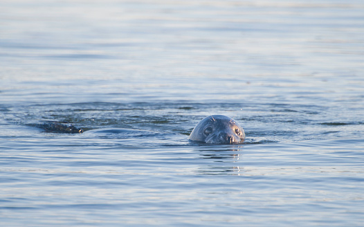 A grey seal breaching the waters surface to breath and be inquisitive Scotland