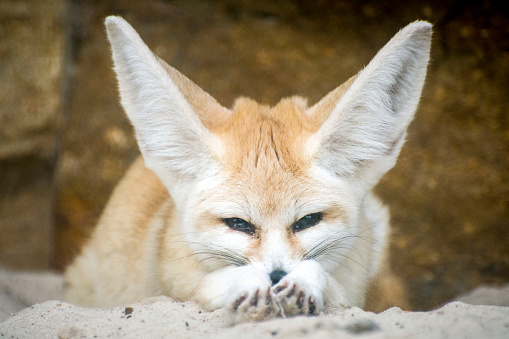 A cute small fennec fox resting in the sand, staring directly at the viewer.