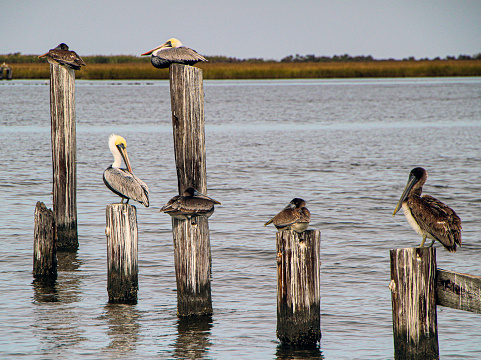 Six brown pelicans perched on pilings in the Mississippi River Gulf Outlet at Shell Beach in St. Bernard Parish, Louisiana