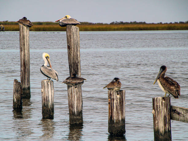 Pelicans Perched on Pilings Six brown pelicans perched on pilings in the Mississippi River Gulf Outlet at Shell Beach in St. Bernard Parish, Louisiana brown pelican stock pictures, royalty-free photos & images