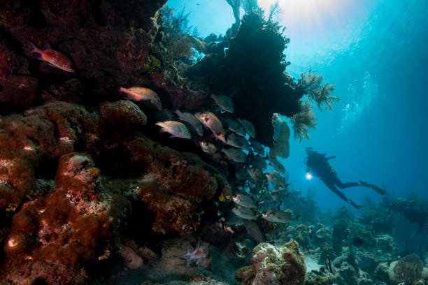 istock Caribbean marine life and diver 1251376300