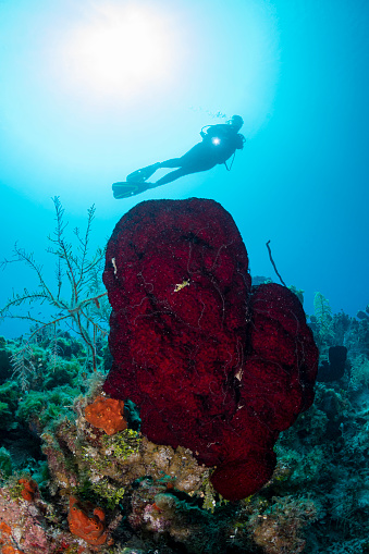View of a female diver and the stunning Caribbean coral reefs in Cayman Brac - Cayman Islands