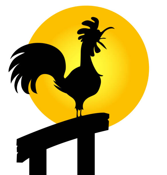 istock Rooster crowing at farm field in the morning with sun rising Silhouette 1251377403