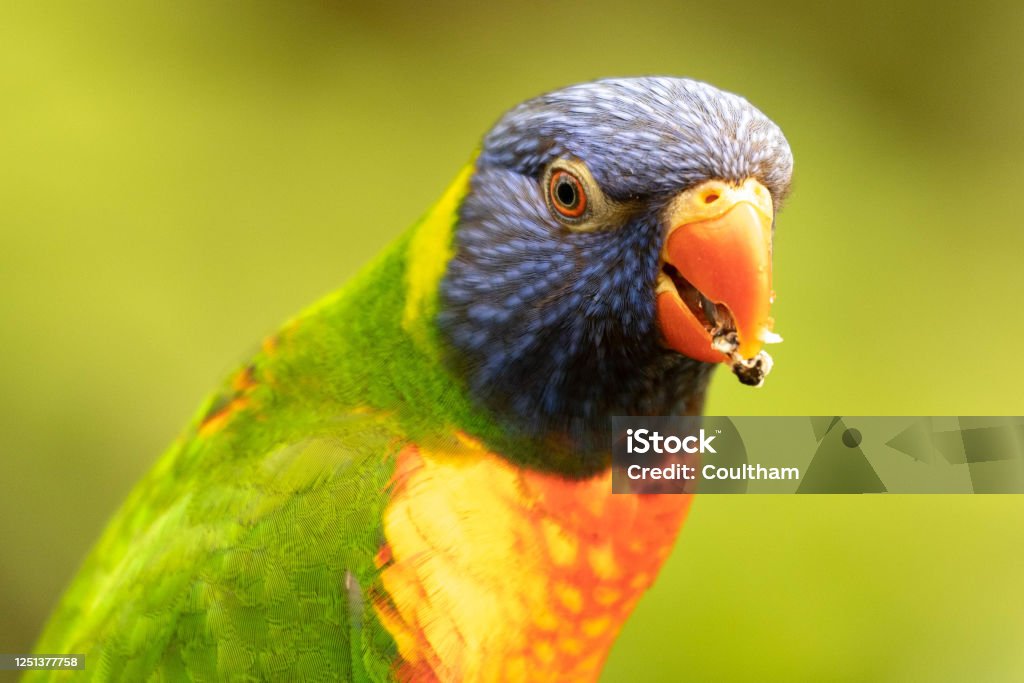 Coconut Lorikeet The Coconut Lorikeet is a parrot in the family Psittaculdae. Bird Stock Photo