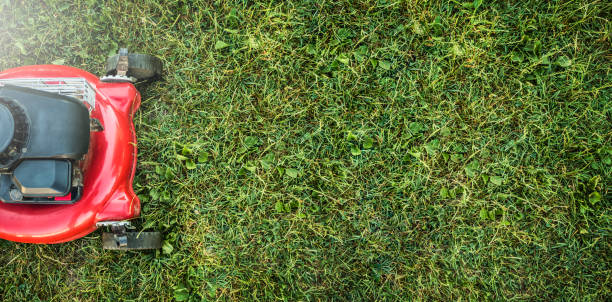 istock Lawn mower cutting green grass in backyard, garden service. 1251377936