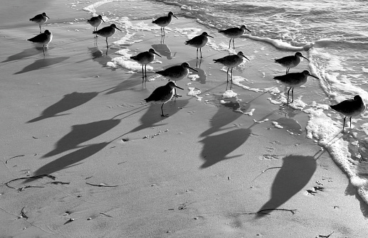 water birds with shadows from the setting sun on a sandy beach in black and white\n\nH