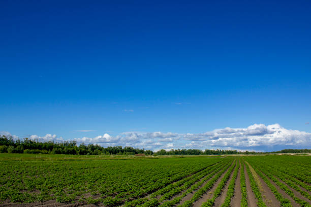 istock Wide field with sprouts of young potatoes. 1251379011