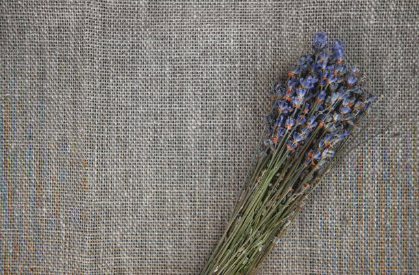 istock Dry lavender flowers bouquet on rustic linen fabric background 1251379413