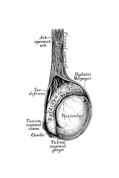 The right testicle and sub testicle Illustration of the right testicle and sub testicle male reproductive system cross section stock illustrations