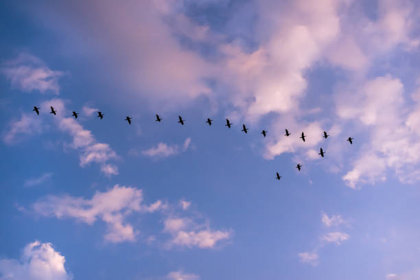 istock Birds flying in V form shape in blue sky clouds 1251380948