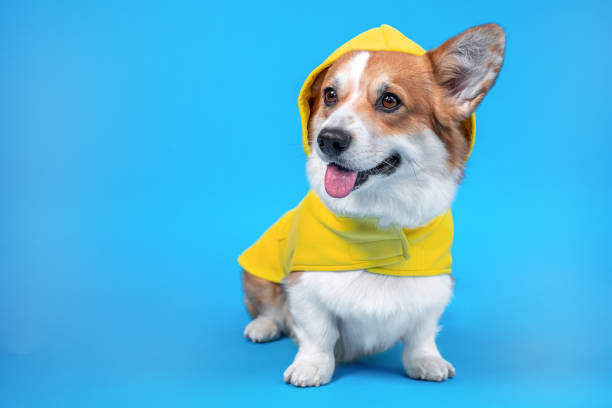 adorável gengibre e cachorro branco da raça corgi pembroke galês branco, vestindo casaco amarelo de capa de chuva saindo de uma orelha, senta-se no fundo azul olhando para o lado. dentro de casa, copie o espaço. - pembroke welsh corgi - fotografias e filmes do acervo