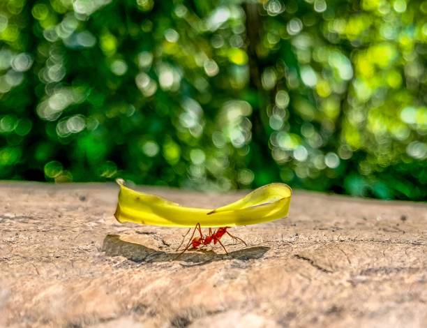 коста-рика красный муравей - close up touching animal antenna стоковые фото и изображения