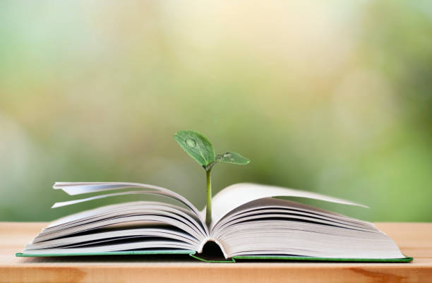 brote verde en libro abierto - open book teaching table fotografías e imágenes de stock