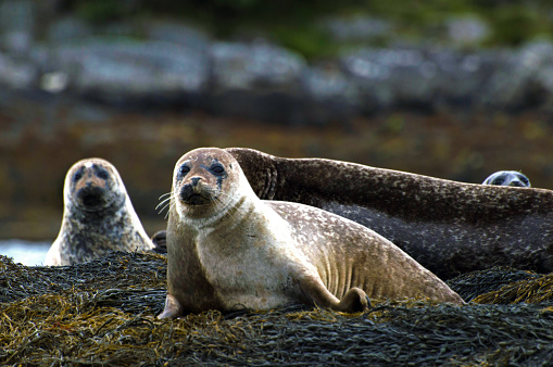 A grey seal family resting on rocks exposed during low tide in Scotland