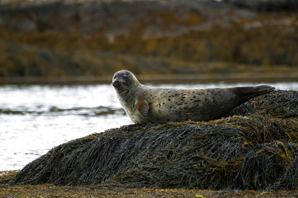 istock Grey Seal at Low Tide on the Rocks 1251381925