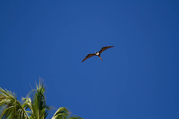 istock Black and white bird flying over a palm tree with a blue sky 1251382152