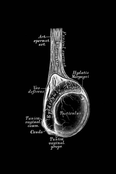 The right testicle and sub testicle Illustration of the right testicle and sub testicle male reproductive system cross section stock illustrations