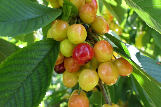 istock A handful of ripening cherries on the tree 1251384418