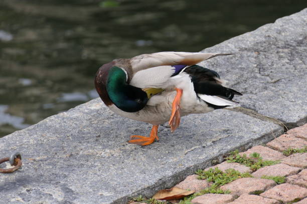 istock Duck maintains itself standing on one leg 1251384500