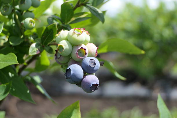 istock Blueberry bush on a blueberry field 1251384557