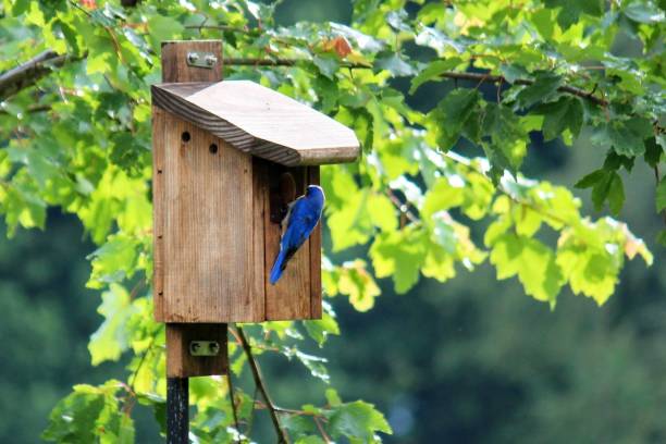 blue bird sitting on bird house bluebird perched on wood bird house in summer sunshine bluebird bird stock pictures, royalty-free photos & images