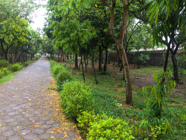 istock garden in rainy days 1251385623