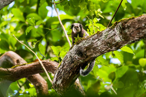 White headed marmoset photographed in Cariacica, Espirito Santo. White headed marmoset photographed in Cariacica, Espirito Santo. Southeast of Brazil. Atlantic Forest Biome. Picture made in 2014. callithrix geoffroyi stock pictures, royalty-free photos & images