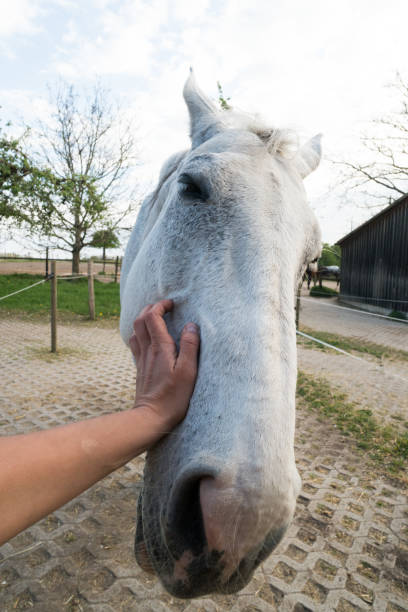 istock Cute white horse looking curious at the camera making funny faces, inside a stable at a farm 1251386200