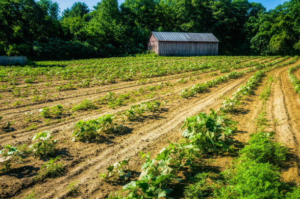 マサチューセッツ州農地 - massachusetts agriculture crop farm ストックフォトと画像
