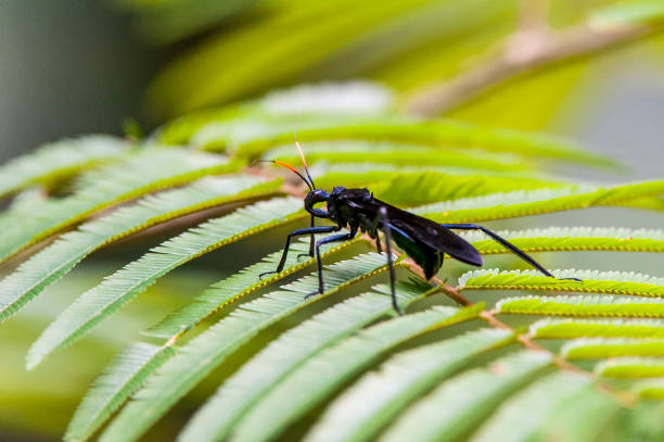 Assassin bug photographed in Cariacica, Espirito Santo. Southeast of Brazil. Atlantic Forest Biome. Picture made in 2014.