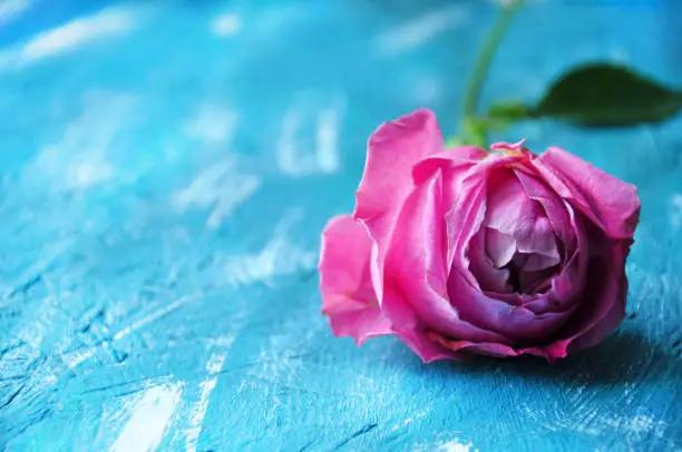 Beautiful pink pion-shaped rose on blue background. Copy space"t