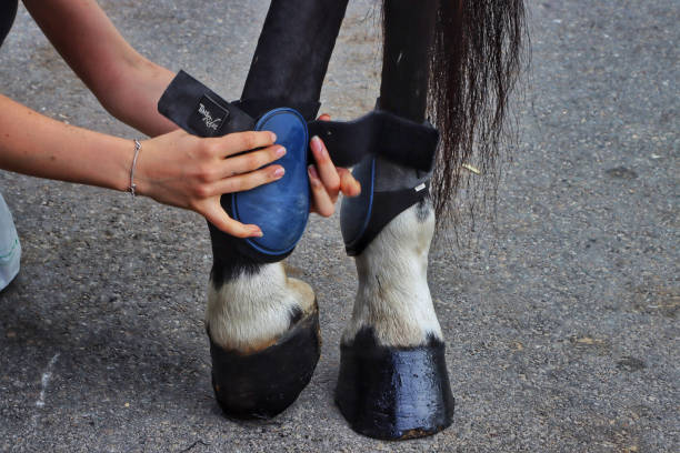 istock Horse riding preparation 1251386979
