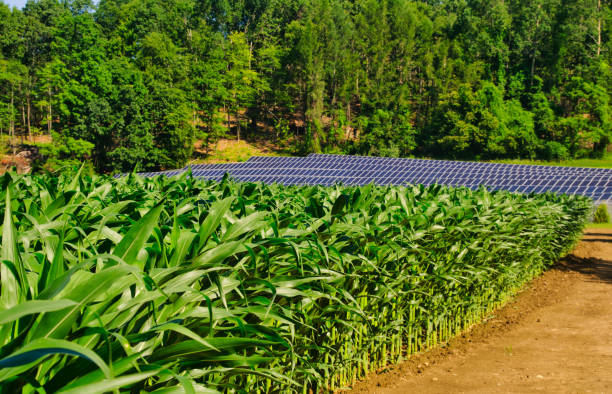 現金作物 - massachusetts agriculture crop farm ストックフォトと画像